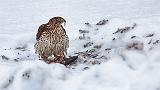 Hawk With A Kill_28388